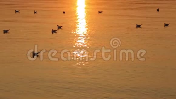 日落时水面上的海鸥视频的预览图