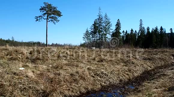 田野里一棵孤独的树松树耸立在森林的边缘细节视频的预览图