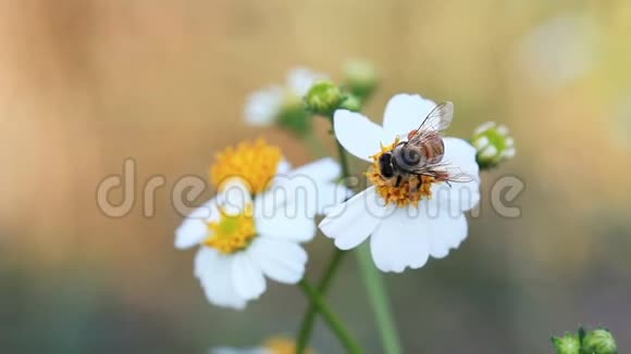 蜜蜂在花园里用白花授粉吸蜜视频的预览图