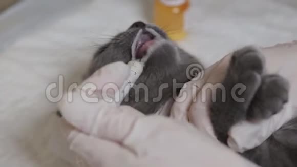 在兽医诊所治疗小猫的过程视频的预览图