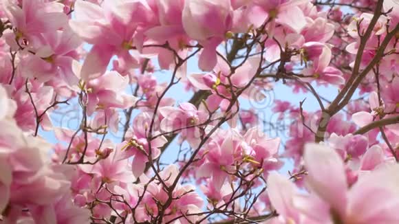 在蓝天上绽放的玉兰春天的花背景视频的预览图