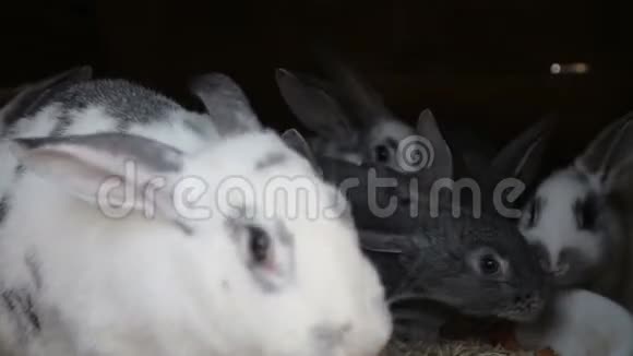几只可爱的有趣的毛茸茸的驯养的兔子在村子里的笼子里吃他们的食物视频的预览图