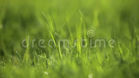 春天背光的草视频的预览图