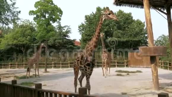 在阳光明媚的夏日长颈鹿在动物园里散步视频的预览图