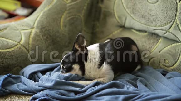 可爱的吉娃娃狗或玩具狗睡在沙发上把鼻子藏在抹布里视频的预览图