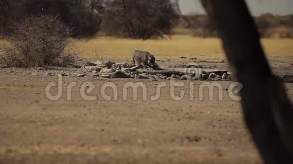 一只小野猪在大草原中间喝水视频的预览图