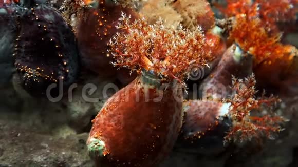 水下岩石礁上的海洋关闭水下海洋植物和生物多彩的水世界珊瑚礁视频的预览图