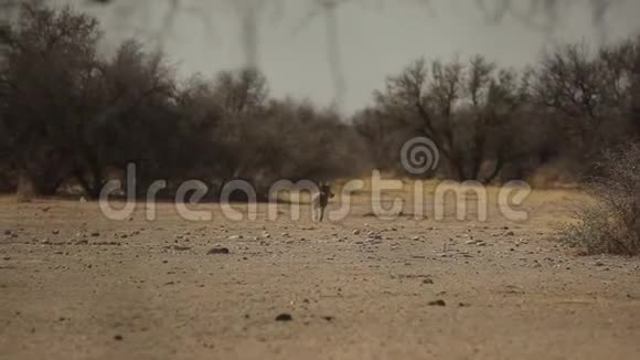 观察纳米比亚大草原上的一只疣猪视频的预览图