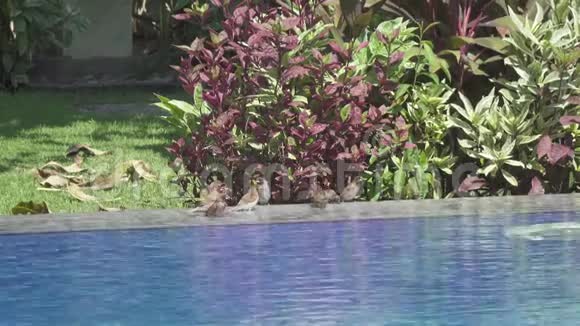 哈克帕瑟蒙塔努斯在游泳池里游泳慢动作视频的预览图