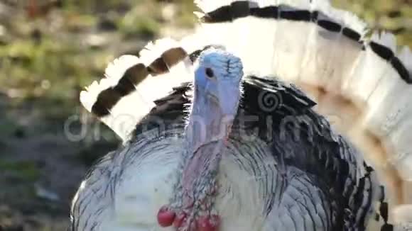 火鸡走在鸟院子里活得漂亮的火鸡土耳其度假视频的预览图