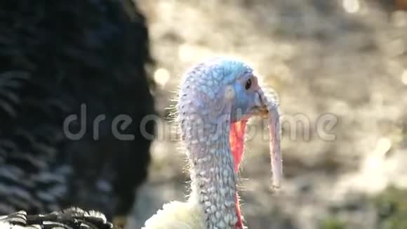 火鸡走在鸟院子里活得漂亮的火鸡土耳其度假视频的预览图