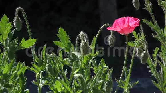 一朵美丽的小粟花在风中摇曳红色和黑色背景视频的预览图
