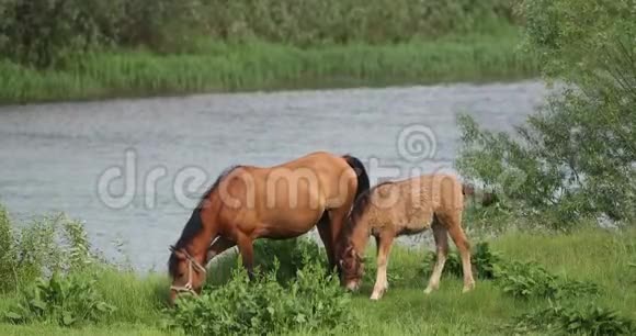 春天或夏天马和幼马在河边的绿色草地上放牧视频的预览图