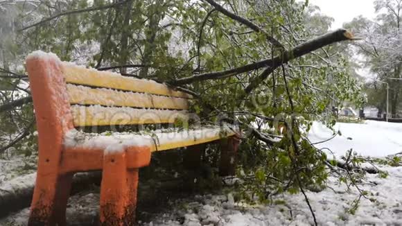 下雪了树倒在公园的长凳上视频的预览图