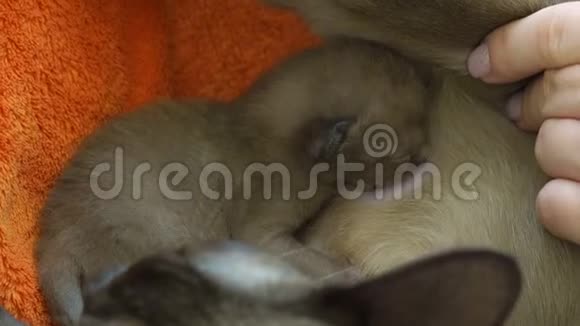 缅甸猫喂养新生的小猫视频的预览图