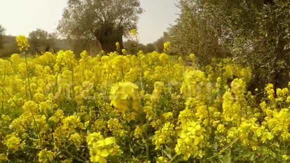 许多黄色的花在橄榄园里它在塞浦路斯的冬天种植了狮子心的理查德视频的预览图