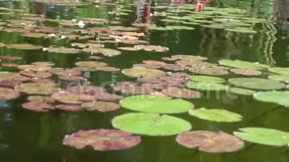 宁静的河流中的睡莲视频的预览图