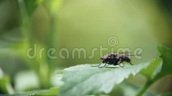 一只苍蝇坐在绿叶上洗草视频的预览图