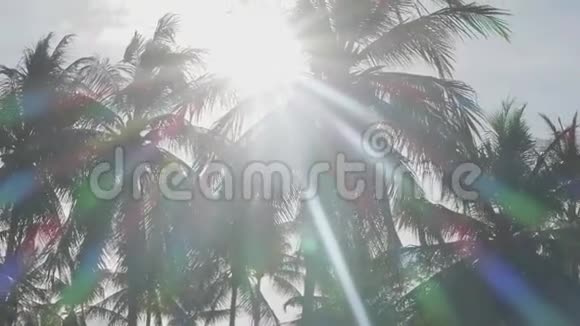 有阳光的棕榈树视频的预览图