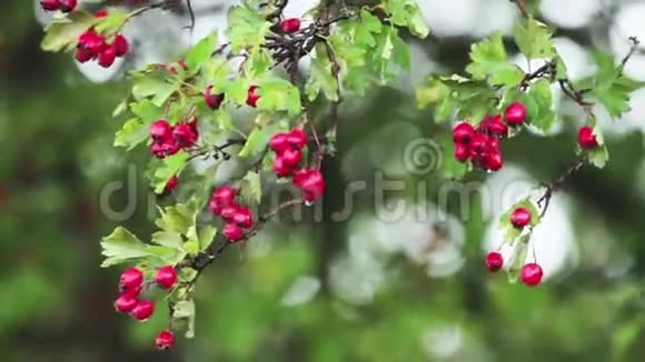 山楂枝上有红色浆果秋雨水滴微风视频的预览图
