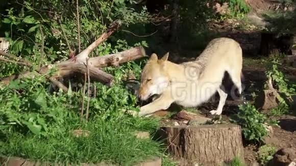 绿林中饥饿的野灰狼咬着树在浓密的国家公园里猎狼视频的预览图