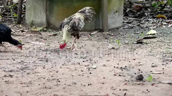 鸡在地上吃食物视频的预览图