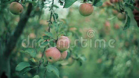 花园里的苹果农夫检查庄稼高兴极了视频的预览图