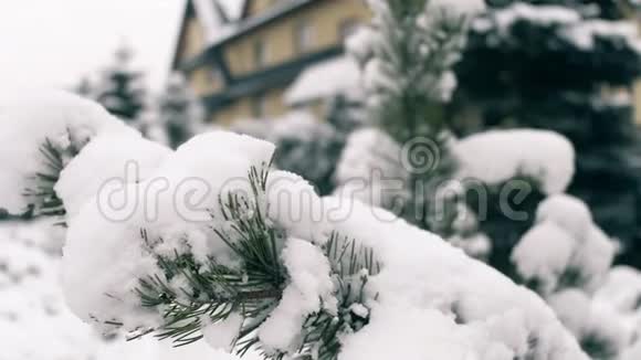 冬天的松枝上覆盖着雪视频的预览图