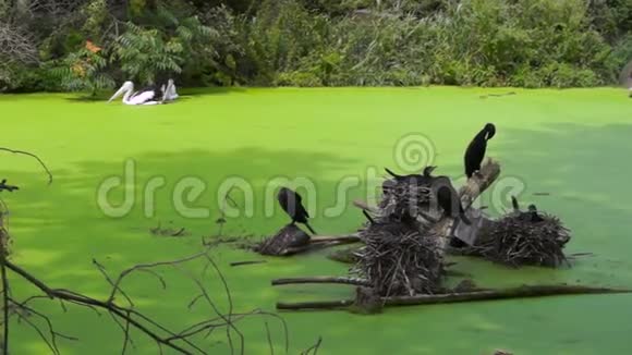绿湖上的鸭子和其他鸟类视频的预览图