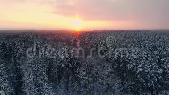 冬季森林的空中照片飞越阳光下的雪林在白色的树木上落下橙色冰霜视频的预览图