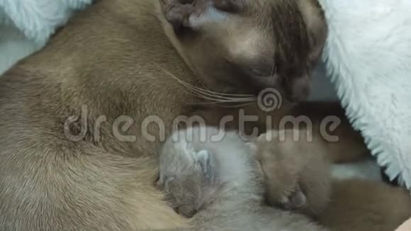 缅甸猫喂养新生的小猫视频的预览图