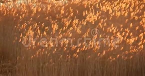 高大的干草在草甸景观的风中摇曳东欧的性质视频的预览图