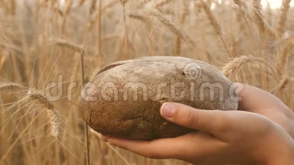 手掌上有一块面包女孩手中的面包在麦田上新鲜黑麦面包成熟的耳朵视频的预览图