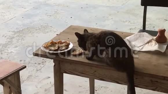 无家可归的猫正在桌子上吃东西视频的预览图