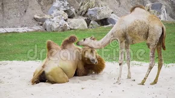 骆驼在沙滩上玩耍休息一下动物园里的动物热带公园里的骆驼沙漠的船只视频的预览图