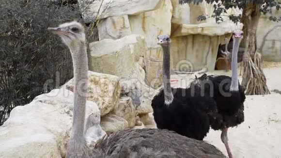 鸵鸟互相奔跑啄食动物园里的动物巨大的鸟靠近鸵鸟动物园里的沙漠动物视频的预览图