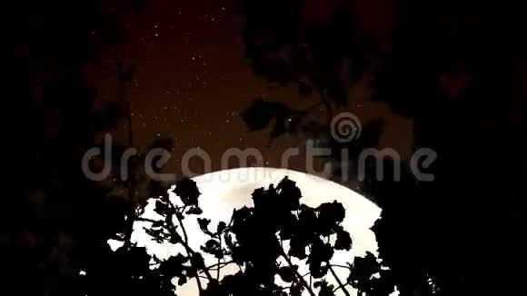 森林里的塞皮亚月亮视频的预览图