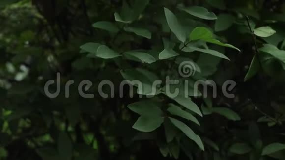 森林中明亮的森林绿背景不寻常的植物观叶视频的预览图