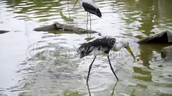 大白鹭在水上行走展开翅膀野生鸟类动植物外来鸟类视频的预览图