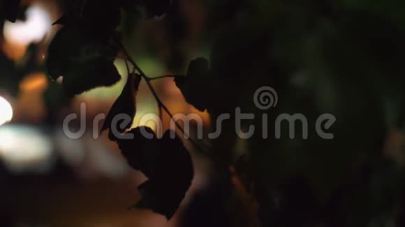 树枝背景模糊的汽车交通夜景视频的预览图