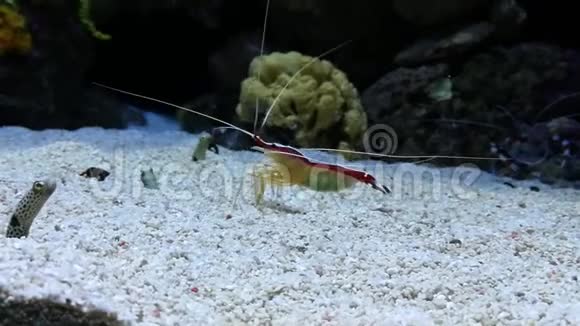 花园里的鳗鱼生活在沙子的管状洞里视频的预览图