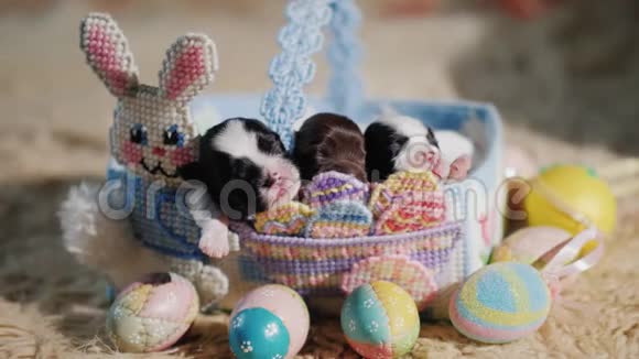 有趣的小狗在一个篮子与装饰兔子旁边的复活节彩蛋准备复活节和喜爱的宠物视频的预览图