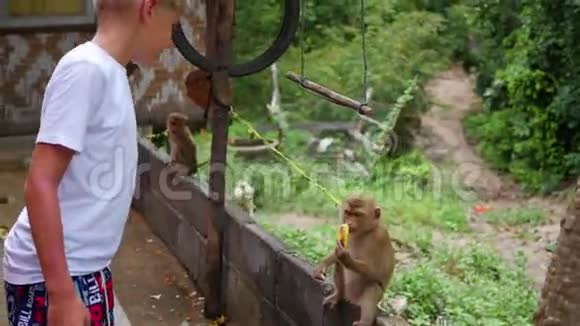 这个男孩给猴子喂香蕉菲律宾泰国视频的预览图