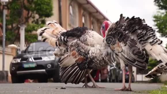 一家火鸡在郊区的街道上游荡视频的预览图