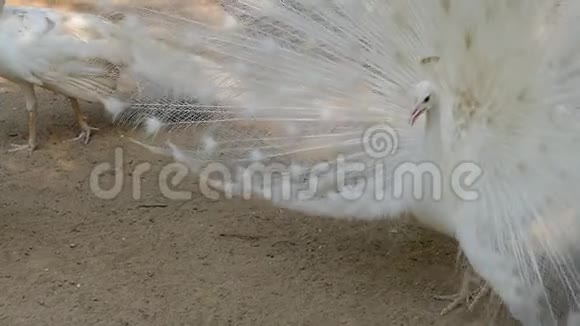 白孔雀带着羽毛出来视频的预览图