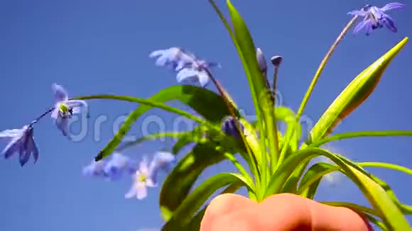 美丽的蓝色紫苏花在蓝蓝的天空背景上花在蓝铃人手中视频的预览图