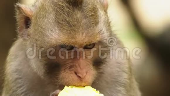 特写镜头小猴子吃玉米芯视频的预览图