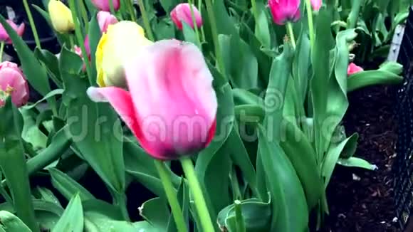 粉红郁金香在潮湿的春风中吹拂视频的预览图