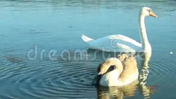 一家家天鹅在湖边视频的预览图
