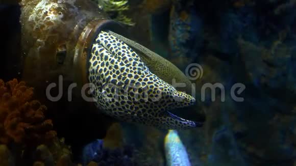两只张开嘴的长长的鳗鱼生活在它们的洞穴里海中的鳗鱼珊瑚礁居民水下生活海洋视频的预览图